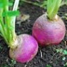 Rutabaga seeds Rutabaga seeds