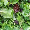 Vegetable Seeds