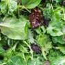 Salad seeds Salad seeds