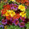 Salpiglossis seeds Salpiglossis seeds