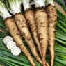 Salsify seeds Salsify seeds