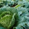 Cabbage savoy seeds Cabbage savoy seeds