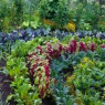 Kits, microgreens Kits, microgreens