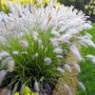 Setaria seeds Setaria seeds