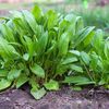 Vegetable Seeds