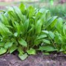 Sorrel seeds Sorrel seeds