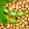 Vegetable Seeds