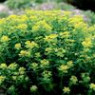 Spurge seeds Spurge seeds