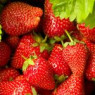 Strawberry seeds Strawberry seeds