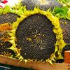 Vegetable Seeds