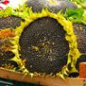 Sunflower seed Sunflower seed