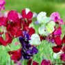Sweet pea seeds Sweet pea seeds