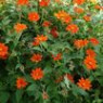Tithonia seeds Tithonia seeds