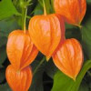 Rare seeds