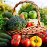 Vegetable Seeds Vegetable Seeds