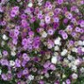 Xeranthemum seeds