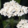 Yarrow seeds Yarrow seeds