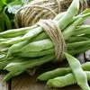 Vegetable Seeds