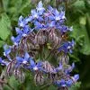 Vegetable Seeds