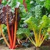 Vegetable Seeds