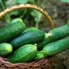 Vegetable Seeds