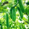 Vegetable Seeds