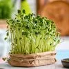 Kits, microgreens