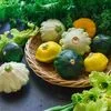 Vegetable Seeds