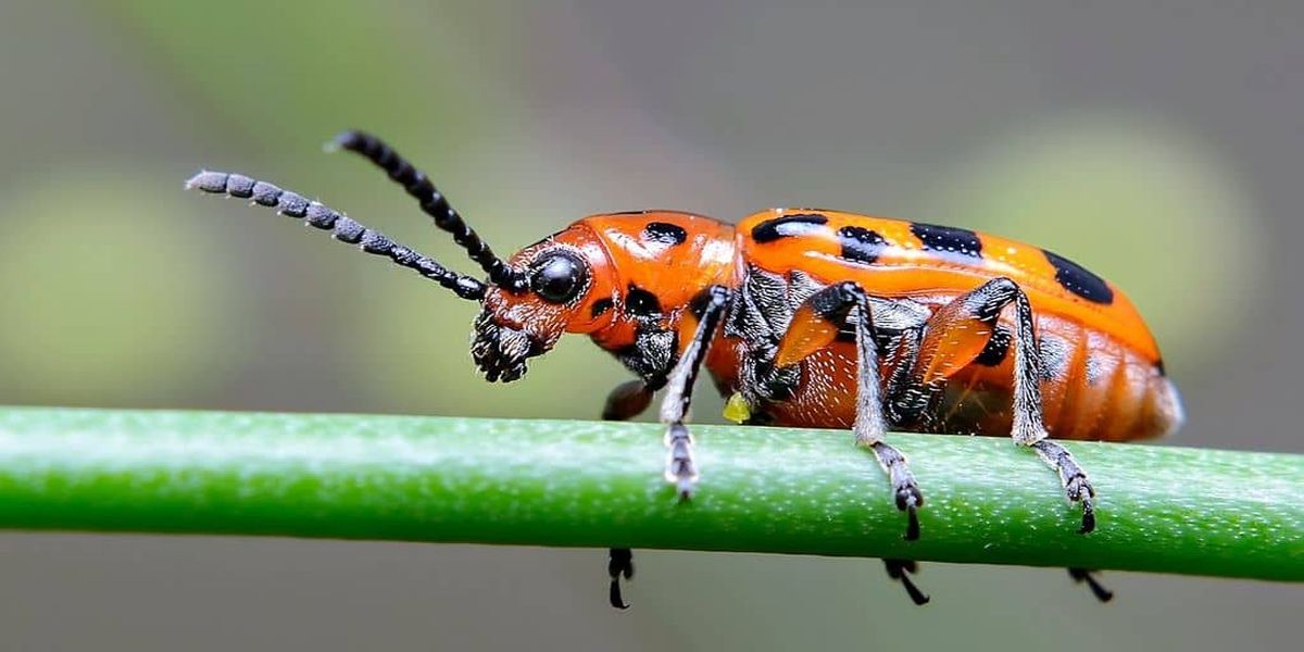 Vyrashivanie_ sparzhi