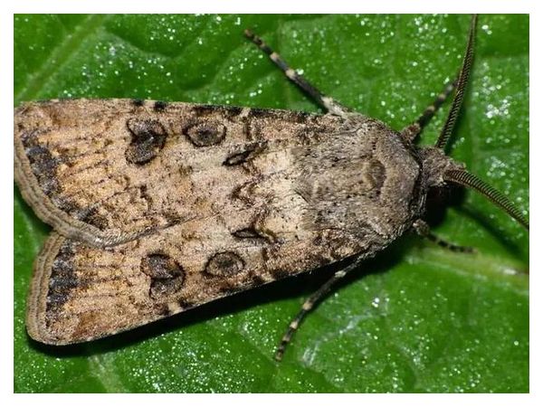 Turnip moth - «Scotia segetum»