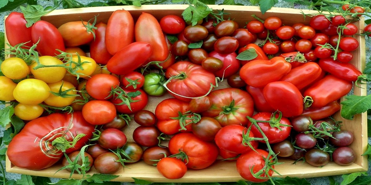 pomidory_v_teplice_ili_otkrytoj_gryadke
